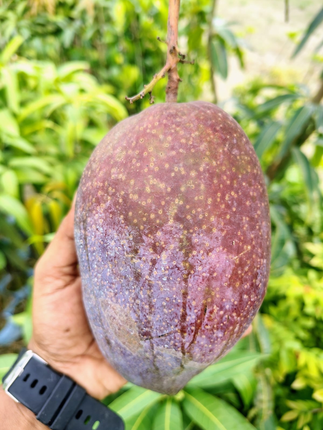 King of Chakapat Mango