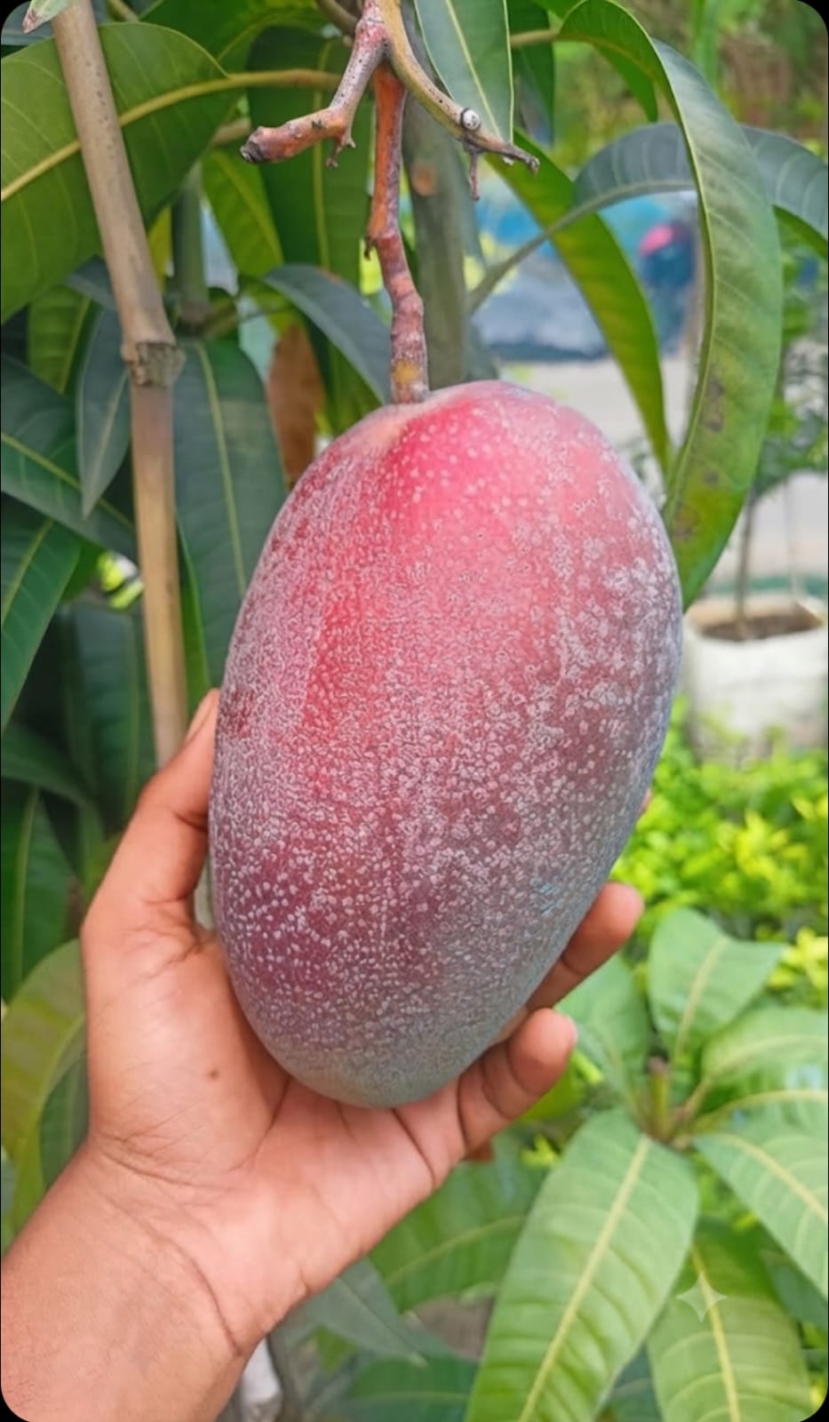 King of Chakapat Mango - Image 2