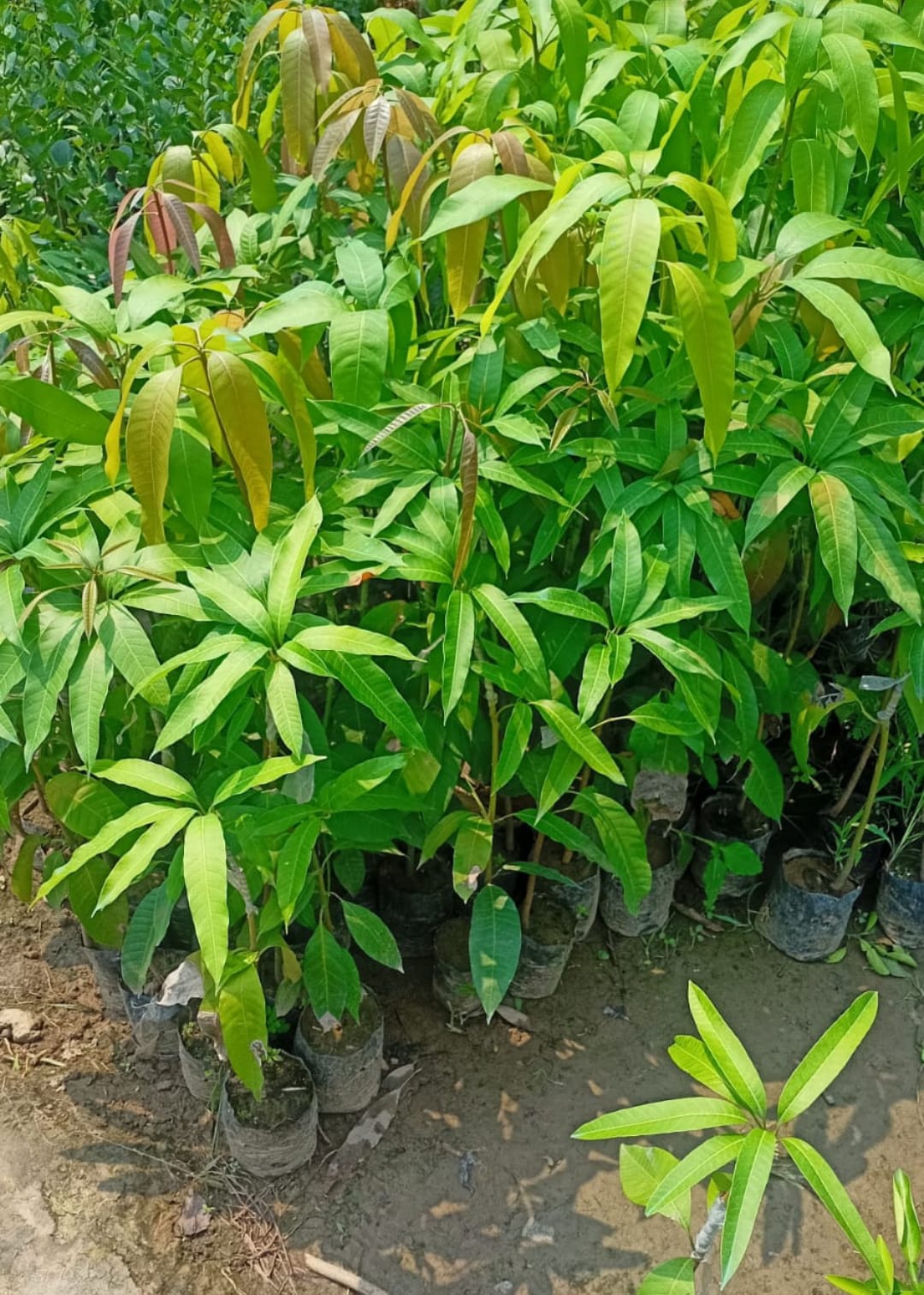 King of Chakapat Mango - Image 3