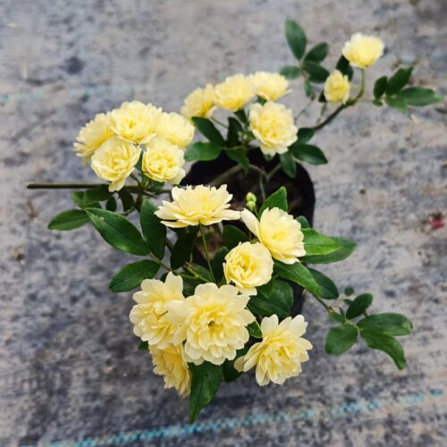 Lady Banks Rose