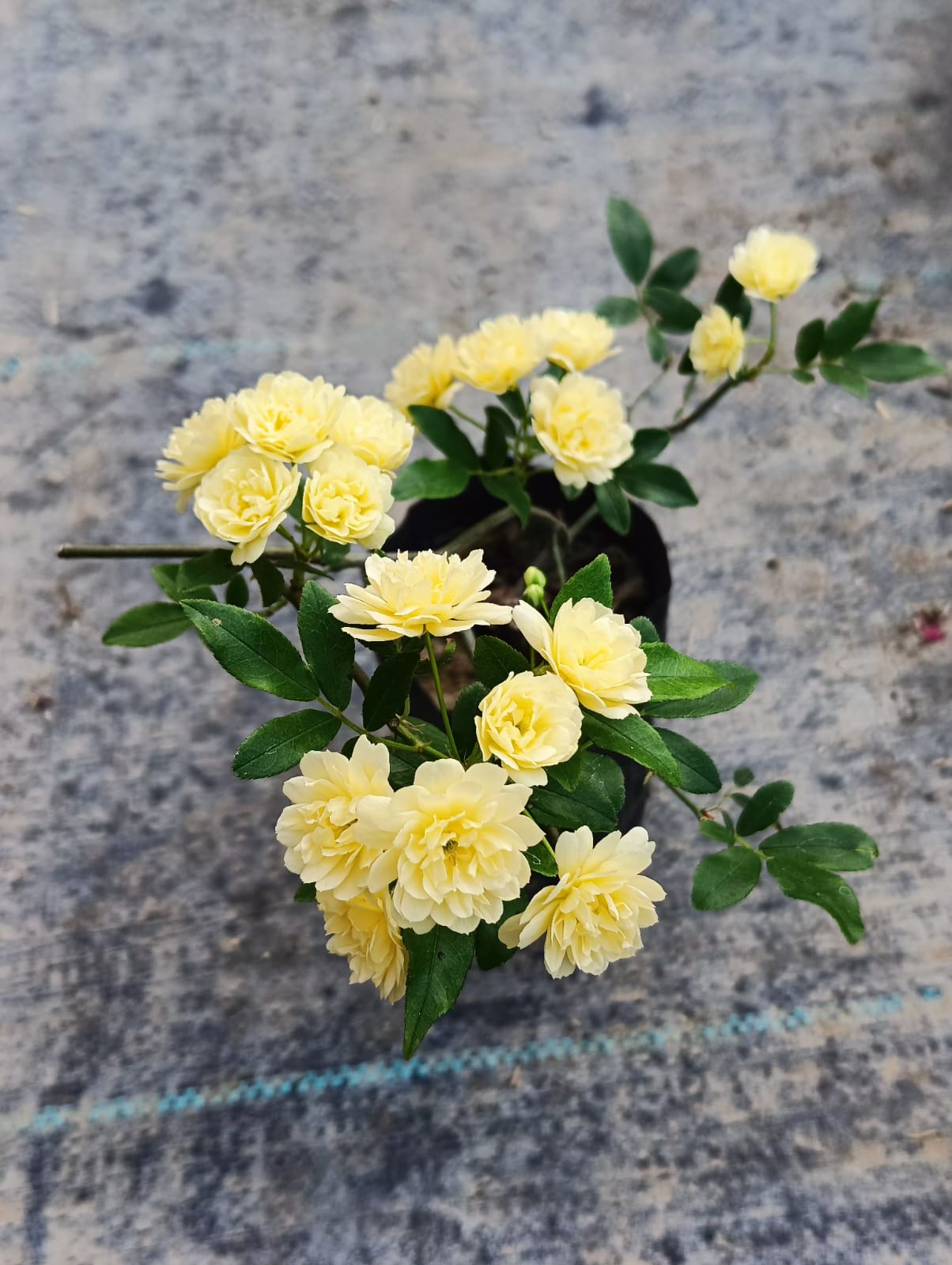 Lady Banks Rose