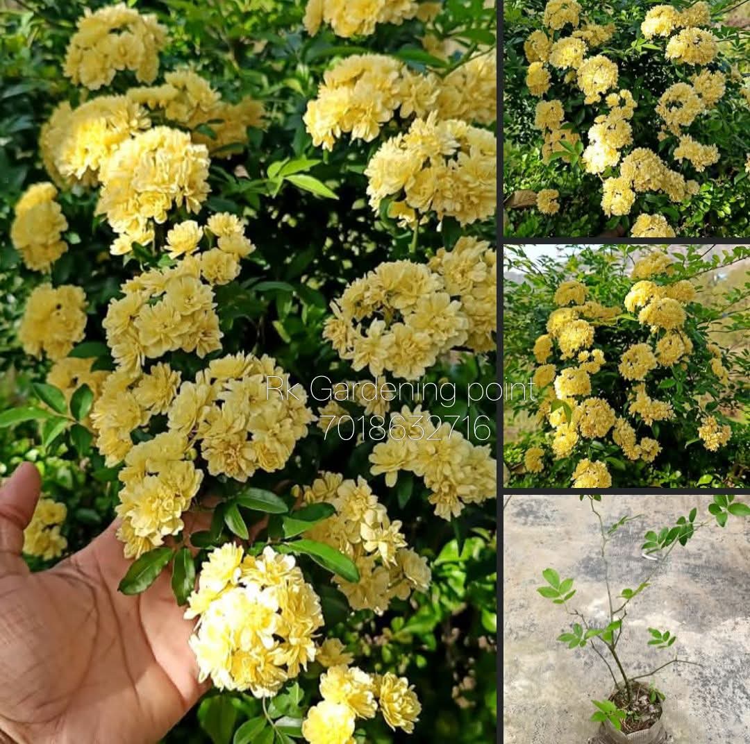 Lady Banks Rose