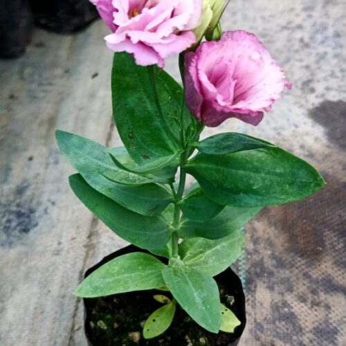 Lisianthus Dark Pink