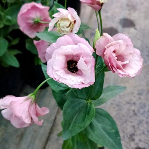 Lisianthus Light Pink