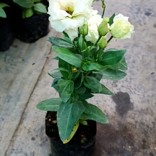 Lisianthus Light Yellow