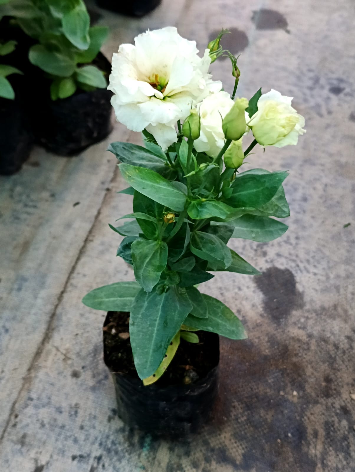 Lisianthus Light Yellow