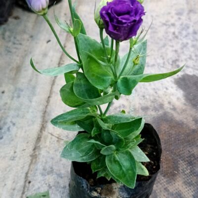 Exotic & Rare Plants