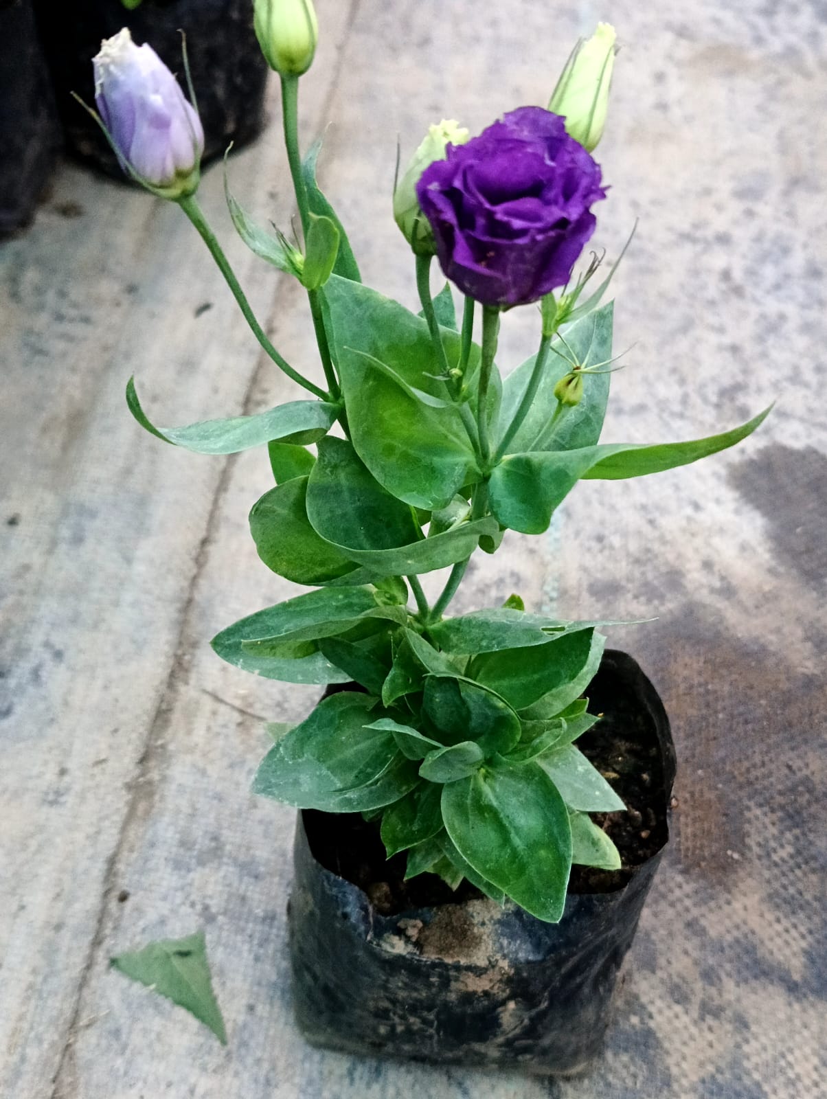 Lisianthus Purple