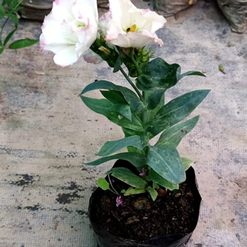 Lisianthus White