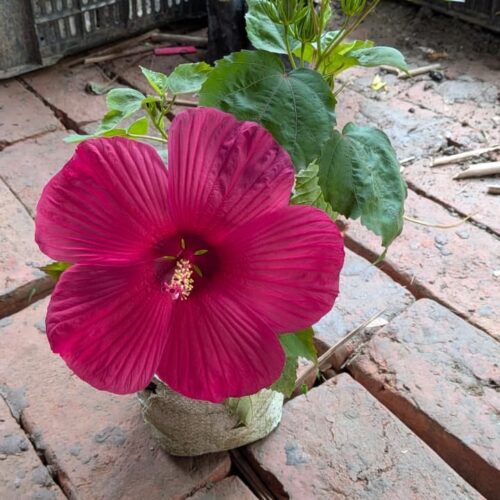 Luna Hibiscus