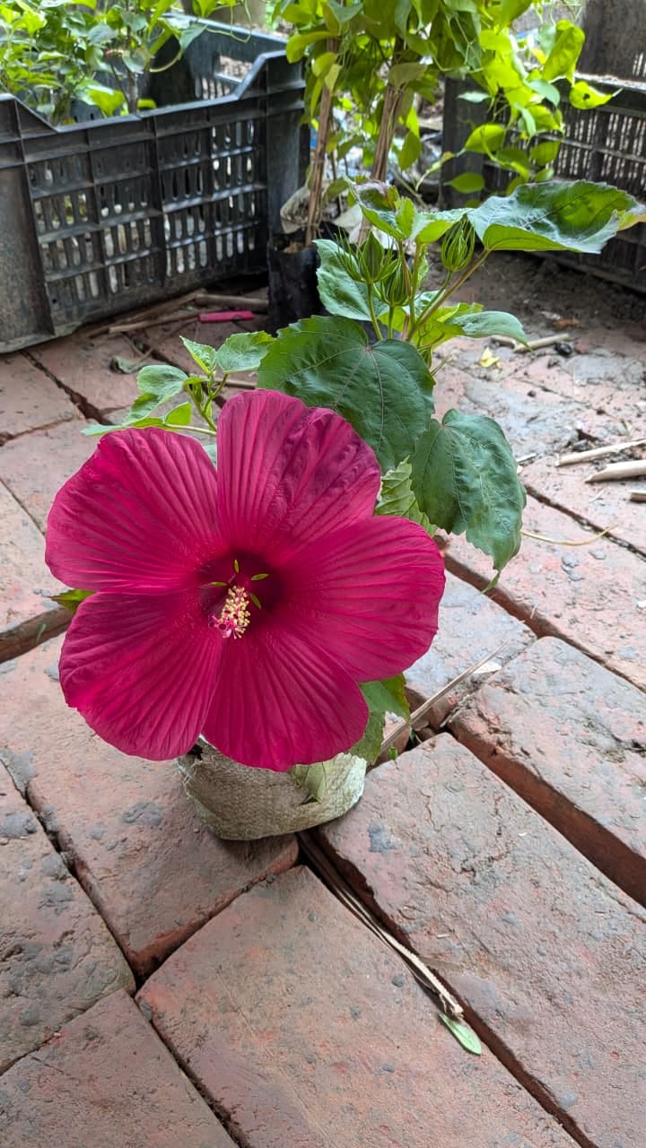 Luna Hibiscus