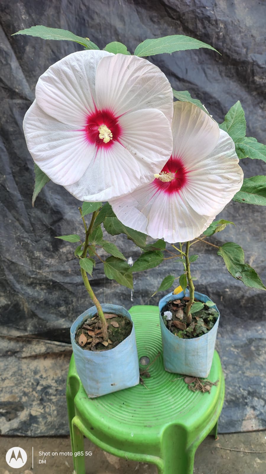 Luna Hibiscus