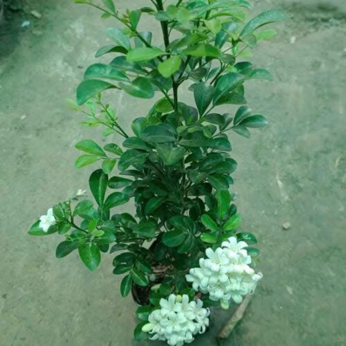 Madhu Kamini