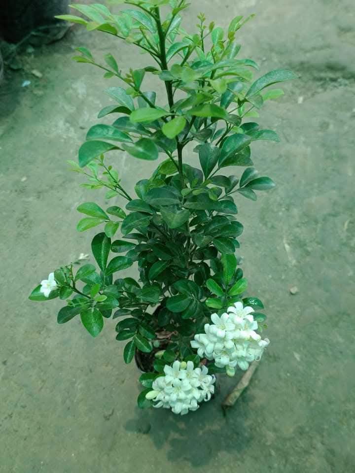 Madhu Kamini
