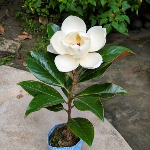 Magnolia Grandiflora