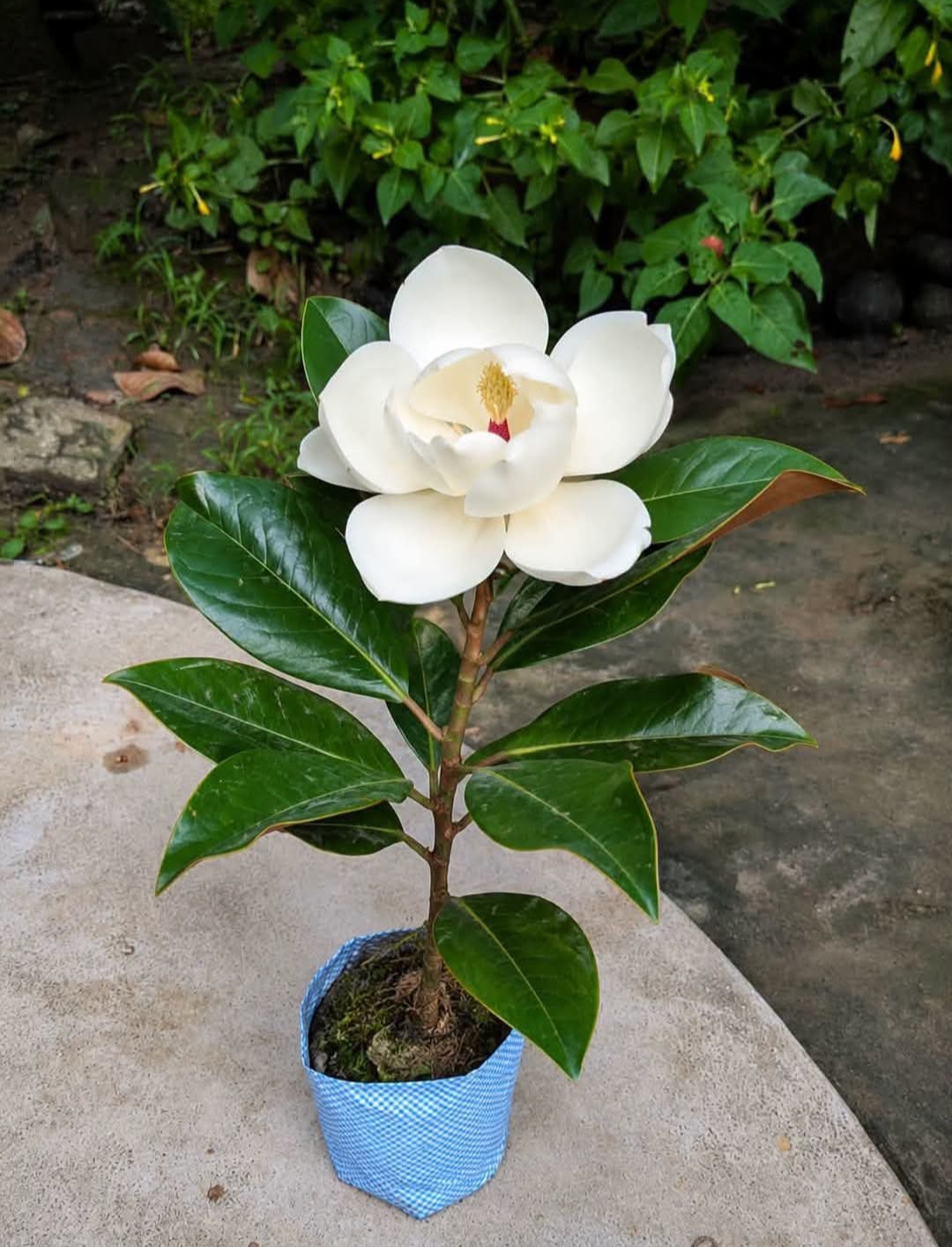 Magnolia Grandiflora