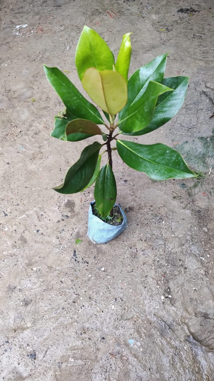 Magnolia Grandiflora