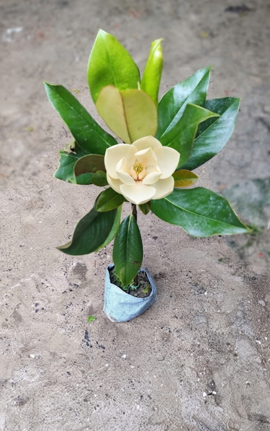 Magnolia Grandiflora