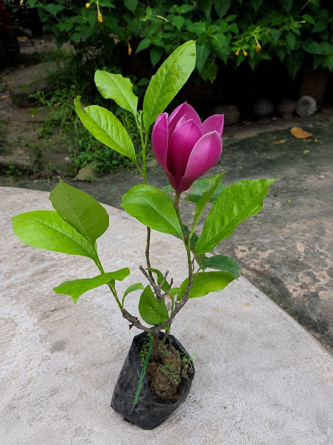 Magnolia Liliflora