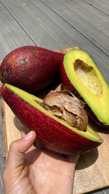 Miami Red Avocado - Image 3