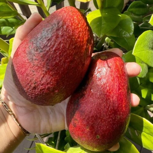 Miami Red Avocado
