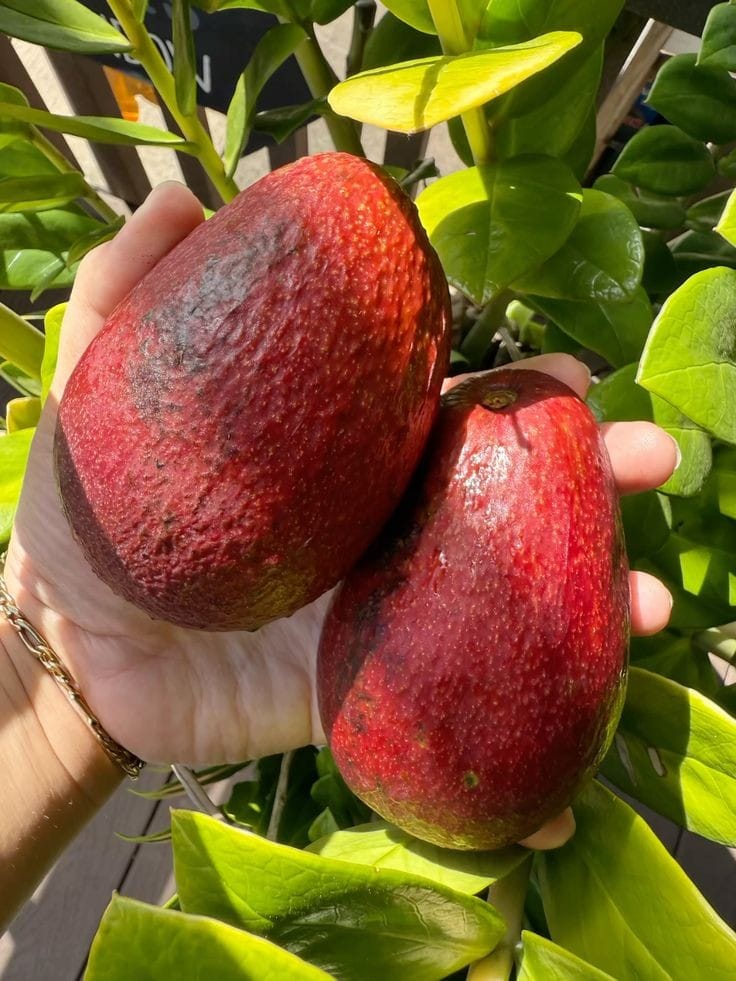 Miami Red Avocado