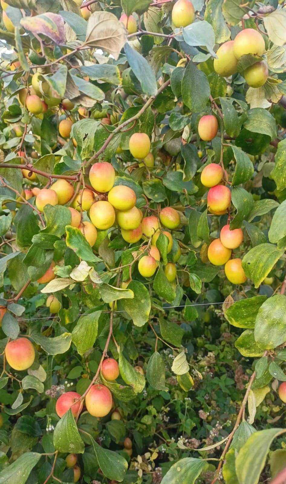 Miss India Apple Ber - Image 2