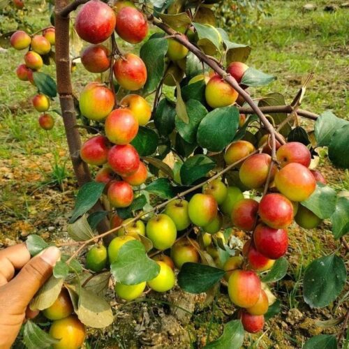 Miss India Apple Ber