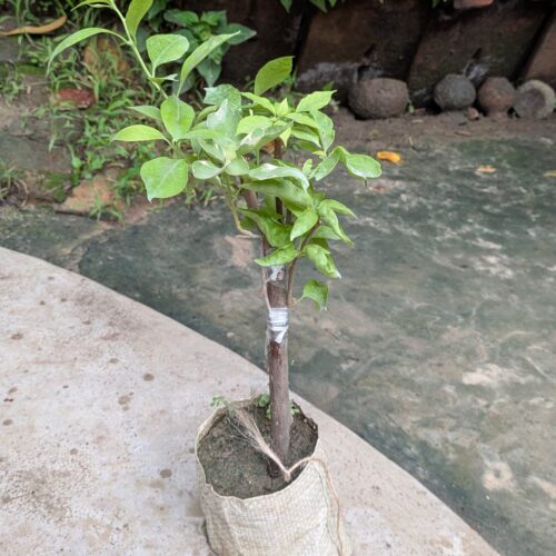 Multigrafted Bougainvillea