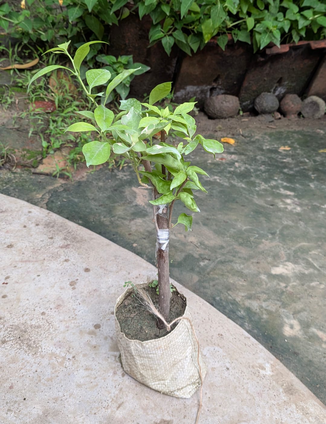 Multigrafted Bougainvillea