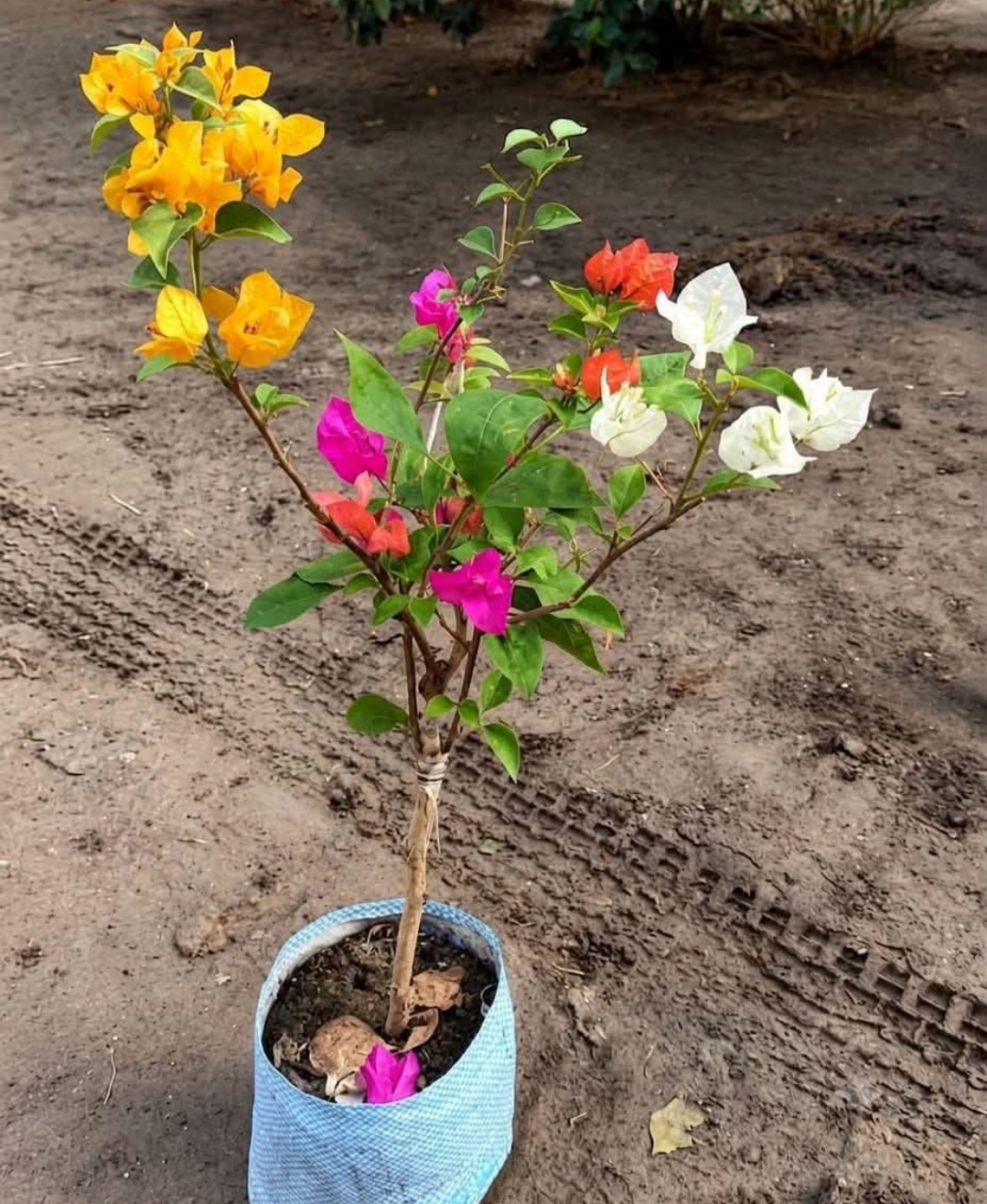 Multigrafted Bougainvillea