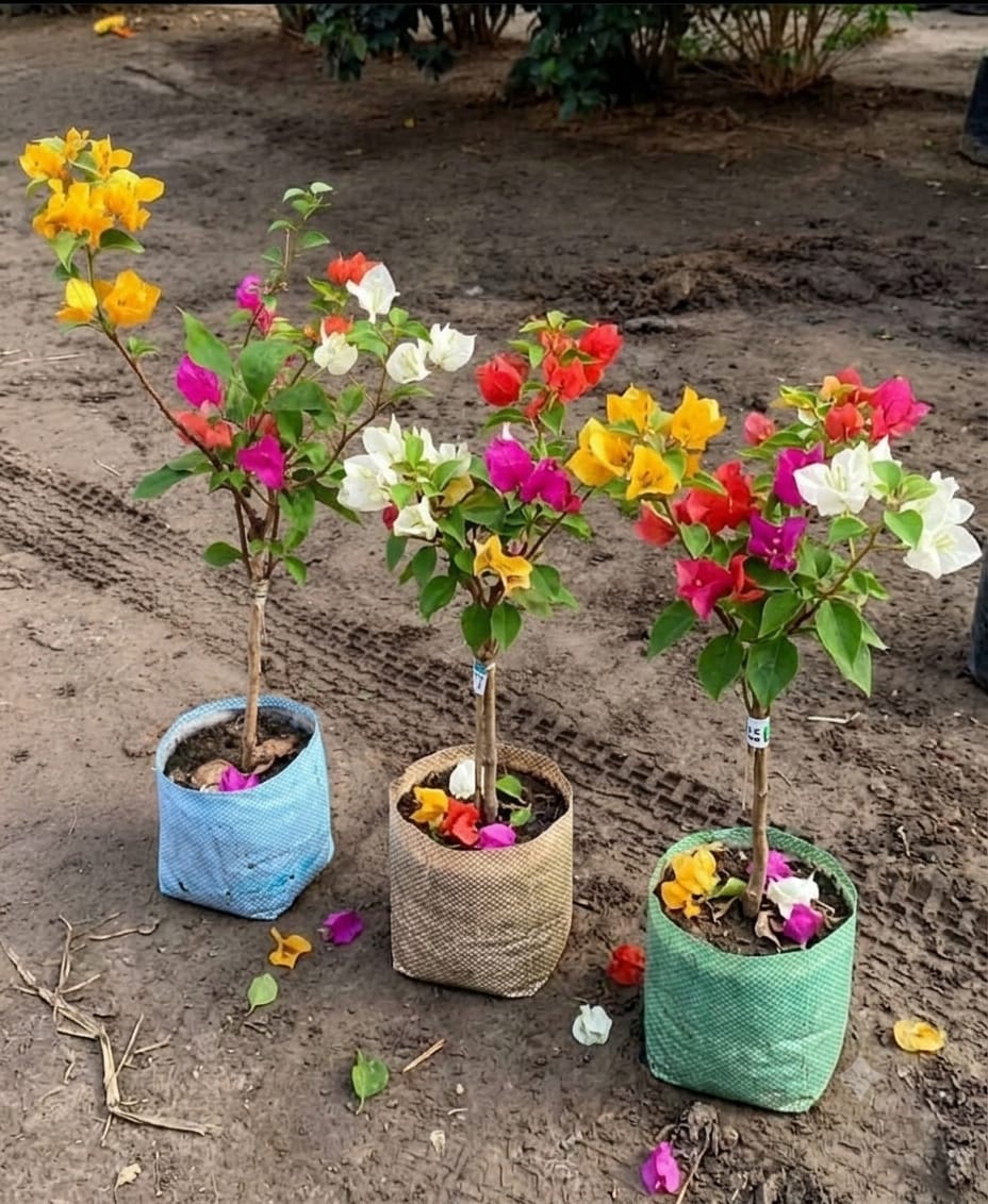 Multigrafted Bougainvillea