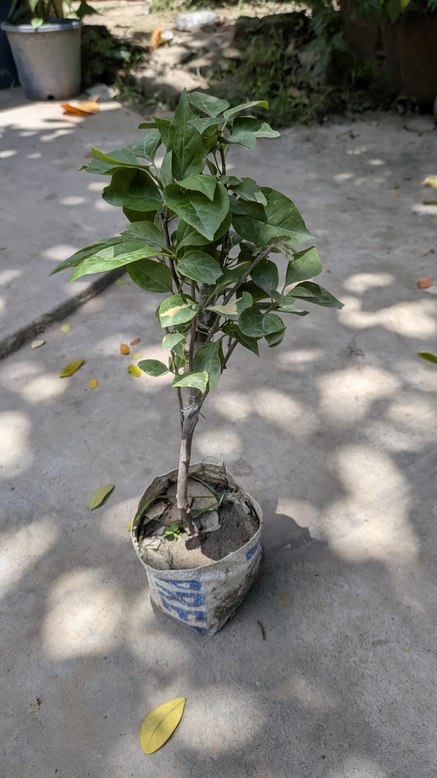 Multigrafted Bougainvillea