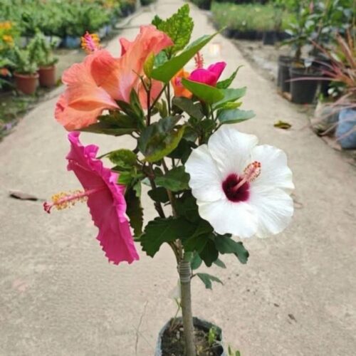 Multigrafted Hibiscus