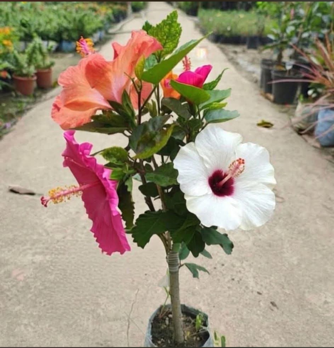 Multigrafted Hibiscus