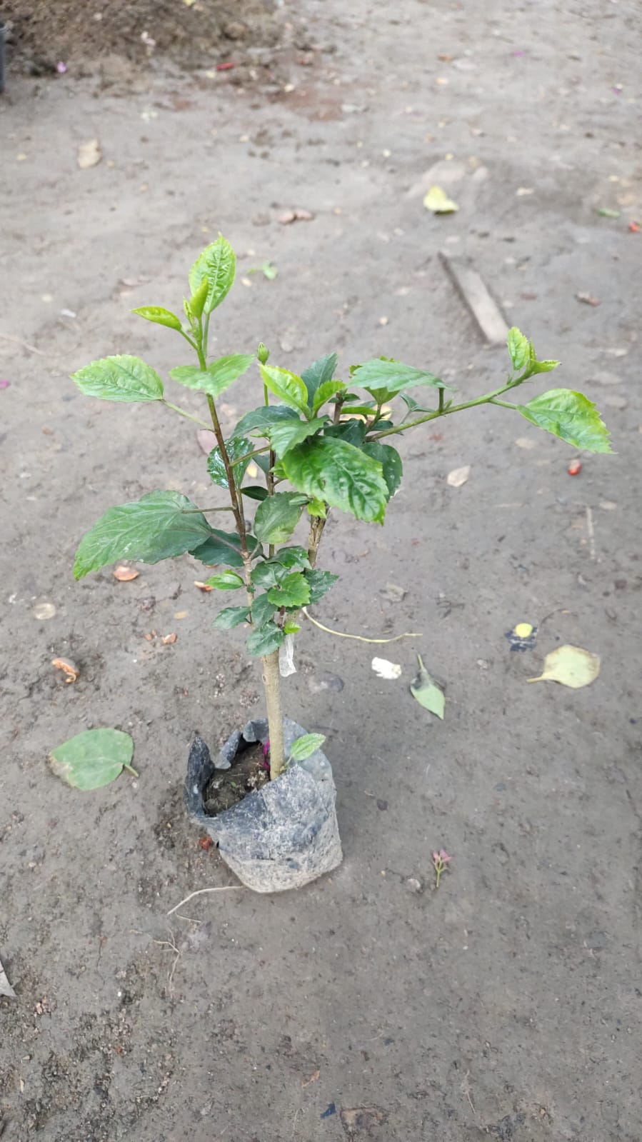 Multigrafted Hibiscus
