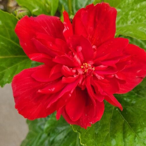 Multipetal Hibiscus