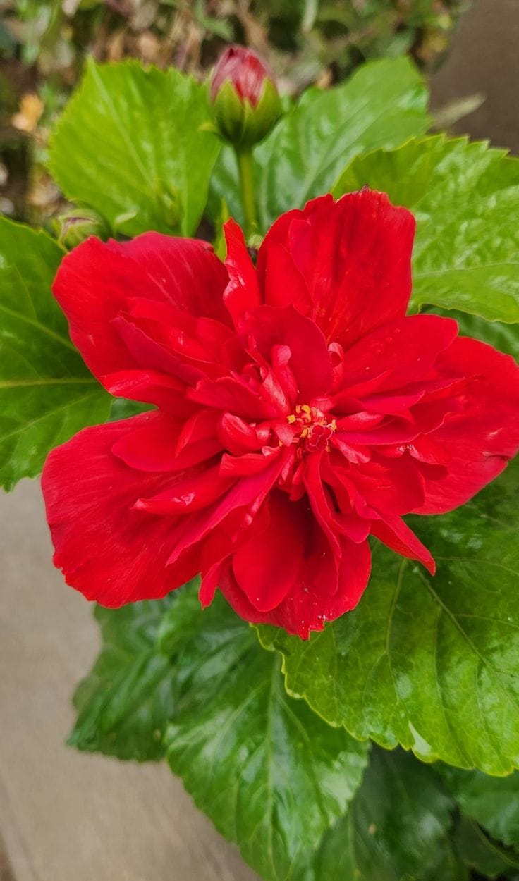 Multipetal Hibiscus