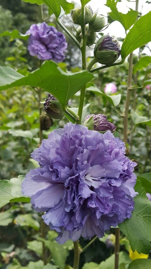 Multipetal Hibiscus