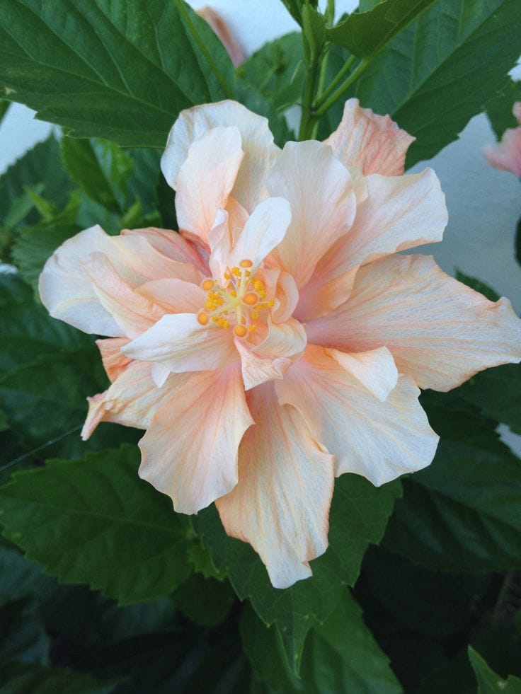 Multipetal Hibiscus