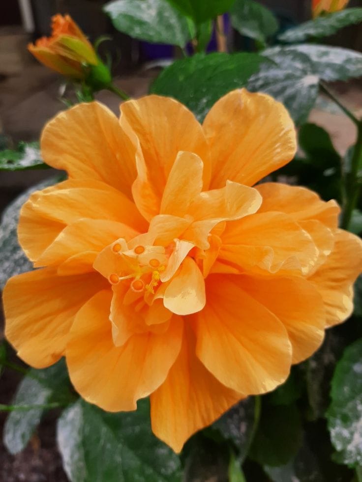 Multipetal Hibiscus