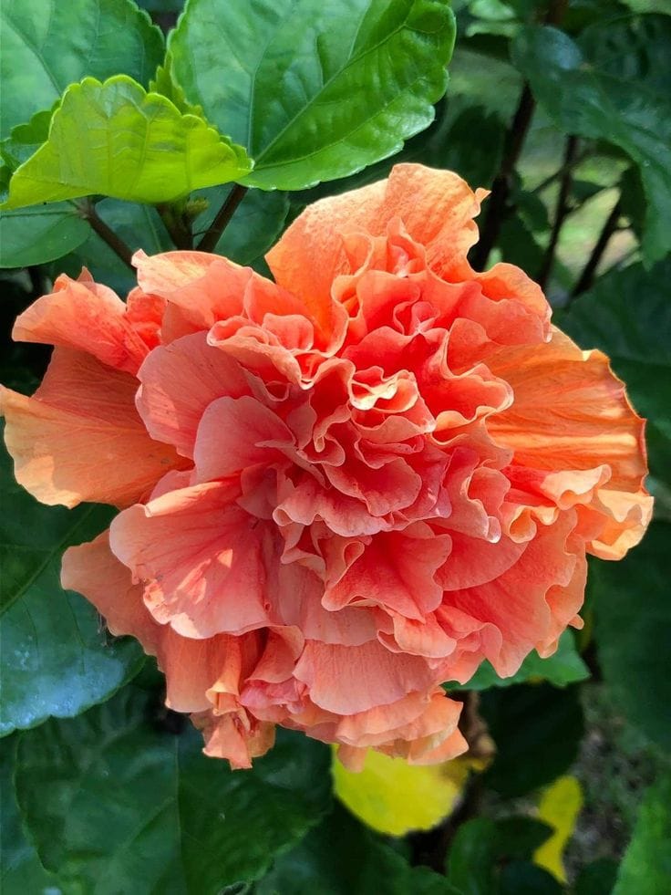 Multipetal Hibiscus