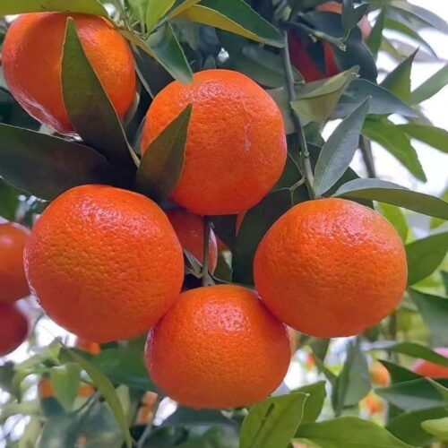 Nagpur Orange