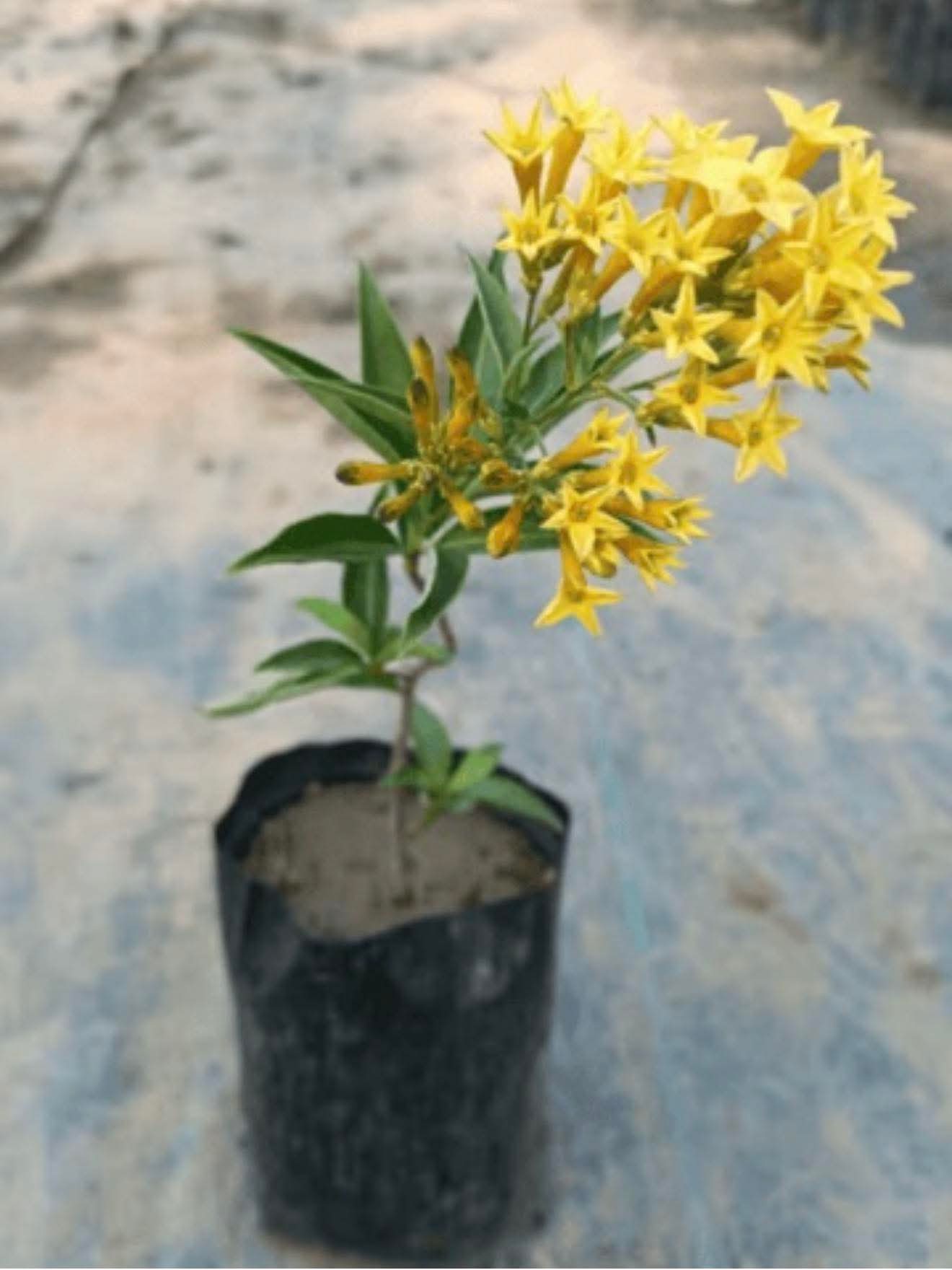 Raat Ki Rani (Yellow)