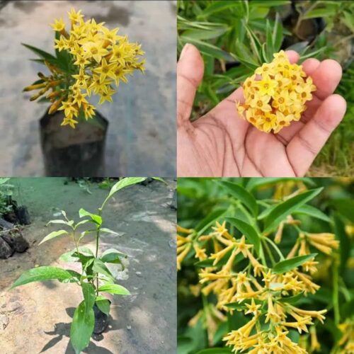 Raat Ki Rani (Yellow)