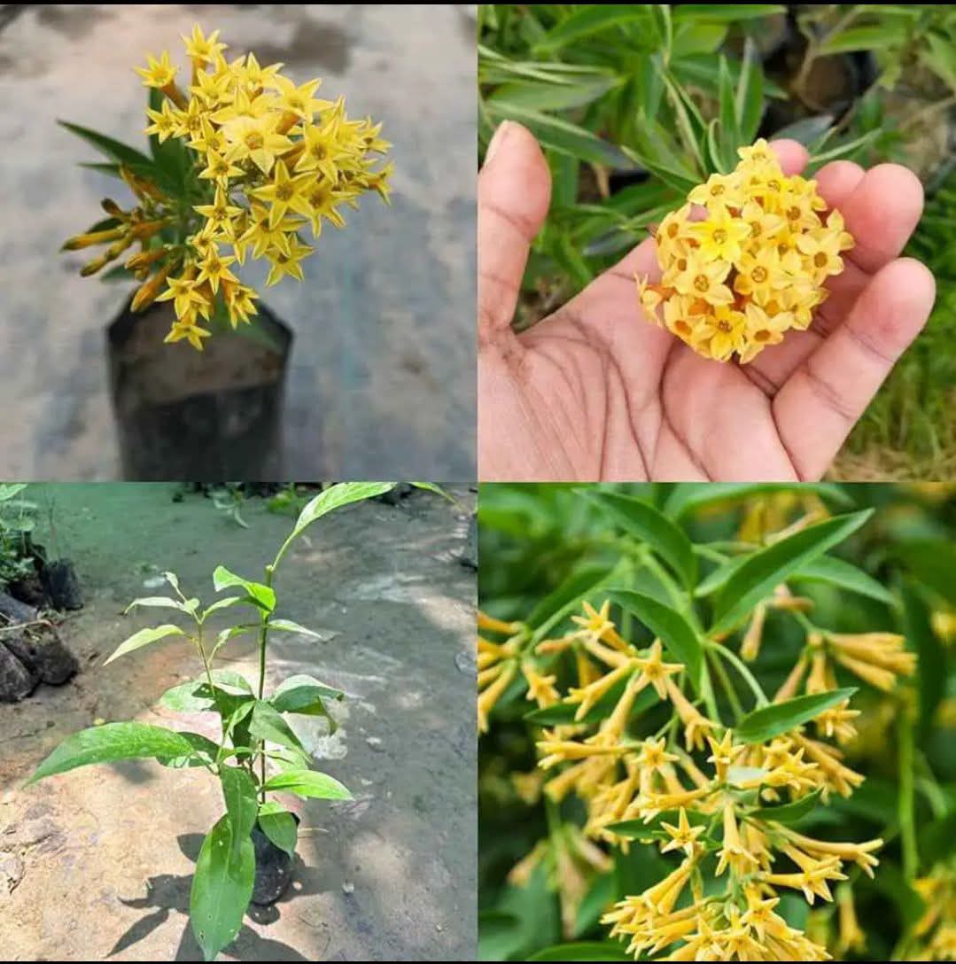 Raat Ki Rani (Yellow)