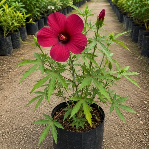 Red Cranberry Hibiscus