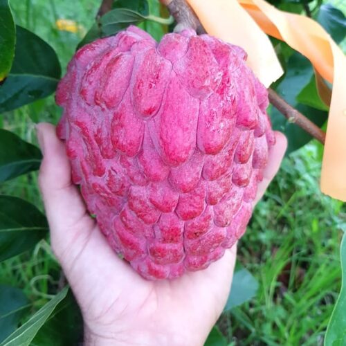 Custard Apple - Red