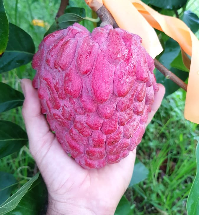 Custard Apple - Red