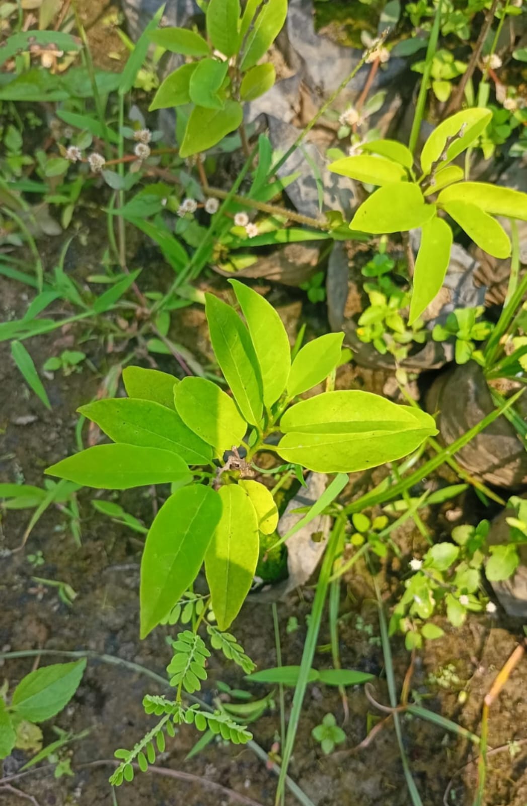 Custard Apple - Red - Image 3